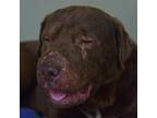 Adopt Tommy a Shar-Pei, Mixed Breed