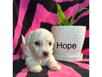 Bichon Frise Puppy for sale in Montezuma, GA, USA