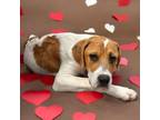 Adopt Mork a Beagle, Labrador Retriever