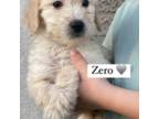 Labradoodle Puppy for sale in Goodyear, AZ, USA