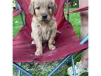 Golden Retriever Puppy for sale in Mora, MN, USA