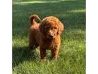 Goldendoodle Puppy for sale in Franklin, IN, USA