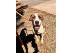 Adopt POP a Pit Bull Terrier, Mixed Breed