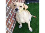Adopt BUDDY a Parson Russell Terrier, Mixed Breed