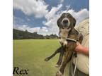 Adopt Rex a Labrador Retriever, Hound