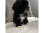 Shih Tzu Puppy for sale in Waco, TX, USA