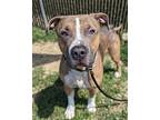 Proper Sour, American Pit Bull Terrier For Adoption In Richmond, Virginia