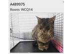 Sprout, Domestic Shorthair For Adoption In Ocala, Florida