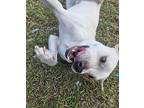 Milo, Labrador Retriever For Adoption In Ocala, Florida