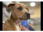 Chelsie, Labrador Retriever For Adoption In Sharpsburg, Georgia