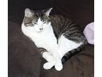 Nibblers, Domestic Shorthair For Adoption In Spring Grove, Pennsylvania