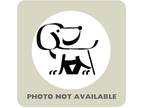 Yeti, American Pit Bull Terrier For Adoption In Richmond, Virginia