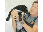 Beatrix, Labrador Retriever For Adoption In Oakland, California