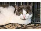Cinna *spirit Cat*, Domestic Shorthair For Adoption In Bolton, Connecticut