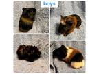 Chungus’s Children Available 6/20, Guinea Pig For Adoption In Pottstown