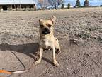 Merrick, Boston Terrier For Adoption In Fort Davis, Texas