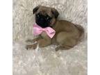 Pug Puppy for sale in Indianapolis, IN, USA