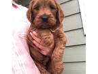 Goldendoodle Puppy for sale in Deer River, MN, USA