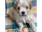 Maltese Puppy for sale in Silex, MO, USA