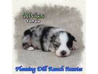 Miniature Australian Shepherd Puppy for sale in Forestburg, TX, USA