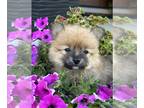 Pomeranian PUPPY FOR SALE ADN-797758 - Pomeranian puppies