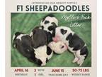 Sheepadoodle PUPPY FOR SALE ADN-797793 - F1 Sheepadoodle Puppies