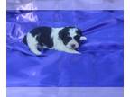 Zuchon PUPPY FOR SALE ADN-797804 - Teddy Bear Puppies