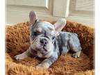 French Bulldog PUPPY FOR SALE ADN-797810 - Beautiful French bulldog Mocha
