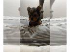 Yorkshire Terrier PUPPY FOR SALE ADN-797818 - Yorkies