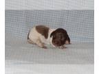 Dachshund PUPPY FOR SALE ADN-797895 - Mini Dachshund Puppies