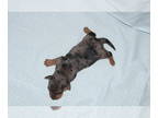Dachshund PUPPY FOR SALE ADN-797898 - Mini Dachshund Puppies