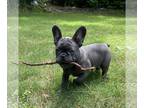 French Bulldog PUPPY FOR SALE ADN-798047 - Lucy the Frenchie