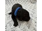 Mutt Puppy for sale in Jackson, OH, USA