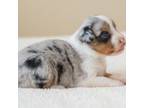 Miniature Australian Shepherd Puppy for sale in Buna, TX, USA