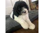 Labradoodle Puppy for sale in Olympia, WA, USA
