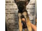 German Shepherd Dog Puppy for sale in Bridgewater, NJ, USA