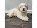 Maltipoo Puppy for sale in Denton, TX, USA