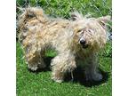 DUCHESS Yorkie, Yorkshire Terrier Adult Female