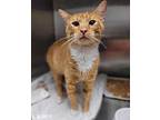 Lamp Domestic Shorthair Adult Male