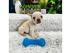 French Bulldog Puppy for sale in Greenfield, IN, USA