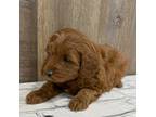 Cavapoo Puppy for sale in Sullivan, IL, USA