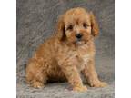 Cavapoo Puppy for sale in Dundee, OH, USA