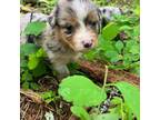 Miniature Australian Shepherd Puppy for sale in Spokane, WA, USA
