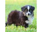 Miniature Australian Shepherd Puppy for sale in Weir, MS, USA