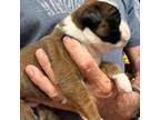 Boxer Puppy for sale in Carnegie, OK, USA