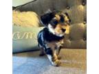 Yorkshire Terrier Puppy for sale in Chickasha, OK, USA