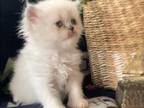 Caylee The Lilac Point Himalayan Persian