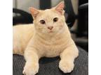 Adopt Haze a Orange or Red Domestic Shorthair (short coat) cat in Great Falls
