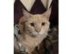 Adopt Julesy a Tan or Fawn (Mostly) Domestic Shorthair cat in Wake Forest