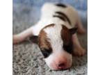 Parson Russell Terrier Puppy for sale in Riverside, CA, USA